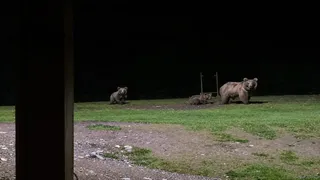 सोनमर्ग में भूरे भालू और शावकों की दस्तक पर्यटकों के लिए एडवाइजरी जारी।