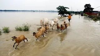 जलप्रलय की चपेट में असम: 10 हजार हेक्टेयर फसल तबाह (फोटो- एएनआई)