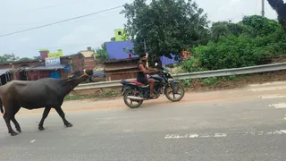 बांका की सड़क पर दिखा अनोखा नजारा: आगे-आगे चल रही बाइक और पीछे-पीछे दौड़ रही भैंस, लोगों ने कहा हाईटेक हुआ पशुपालन