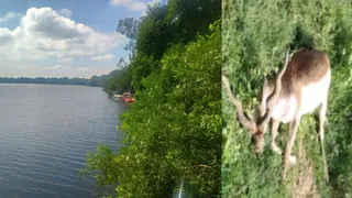 उदयपुर सरैयामन में पहला विशेष हिरण रेस्क्यू सेंटर खुलने जा रहा। फाइल फोटो