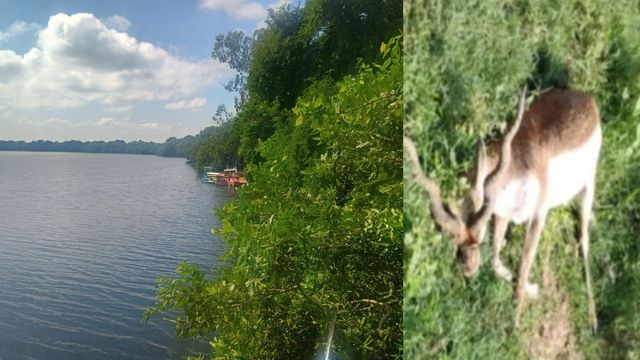 बिहार में वन्यजीव संरक्षण की नई पहल, बेतिया में 80 लाख से खुलेगा पहला हिरण रेस्क्यू सेंटर