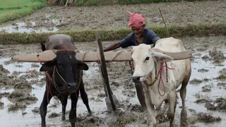 बुजुर्ग किसान (बैलों से प्यार से):"चलो भैया! ट्रैक्टर तो सिर्फ जेब खाली करता है, तुम ही तो धरती मां का असली 'सोना' उगाते हो!"