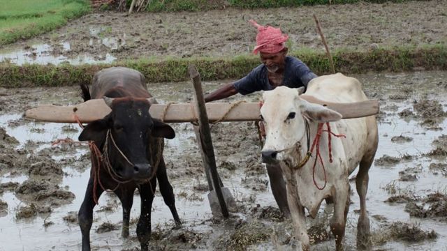 'मेरे देश की धरती सोना उगले': आधुनिकता की दौड़ में बिसेसर ने थमा हल-बैल, बोले- मिट्टी से जुड़ता है आत्मीय रिश्ता