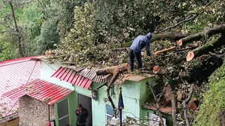 शिमला में भारी बारिश के बीच मकान पर गिरा पेड़। जागरण
