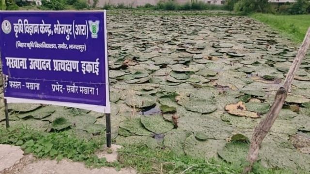 भोजपुर में अब मिथिला के 'उजला सोना' की खेती, जलजमाव वाली जमीन पर मखाना उगाएंगे किसान

