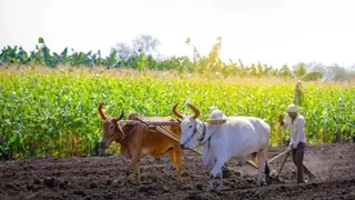चरखी दादरी में बारिश से फसलों को मिला जीवनदान (फोटो: जागरण)