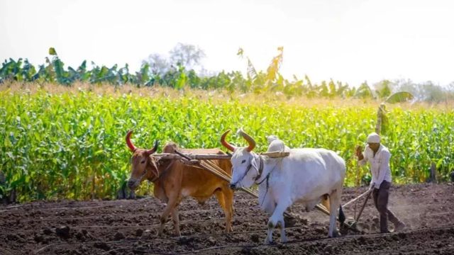 चरखी दादरी में बारिश से फसलों को मिला जीवनदान, किसानों को राहत, यूरिया की खपत बढ़ने की उम्मीद