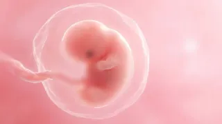 झाड़ियों में मिला नवजात का भ्रूण। सांकेतिक फोटो