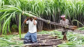 सिंगल बड प्लांटलेट के लिए मिलेगा प्रमाणित बीज