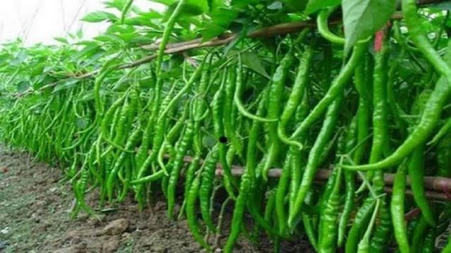 हरियाणा के पहाड़ी क्षेत्र मोरनी में प्राकृतिक मिर्च की खेती को बढ़ावा, किसान सीख रहे कृषि की आधुनिक तकनीक
