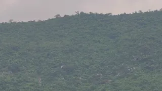 लड़ैयाटांड़ जंगल में मिले पांच डिफ्यूज केन बम एसटीएफ-पुलिस की कार्रवाई