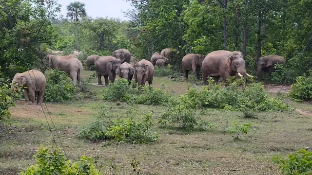 हजारीबाग में जंगली हाथियों का आतंक: एक ग्रामीण को कुचलकर मार डाला, वन विभाग की सतर्क रहने की अपील