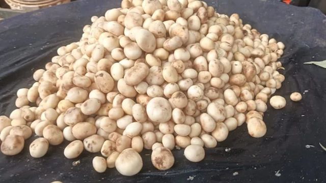 जंगल से सीधे स्मार्टफोन के रास्ते रसोई तक, धनबाद में रुगड़ा-मशरूम की डिजिटल बिक्री; सावन में डिमांड में तेजी
