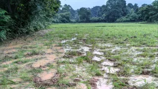 वन विभाग ने ₹2 लाख मुआवजे की अनुशंसा की, फसल क्षति का आकलन।