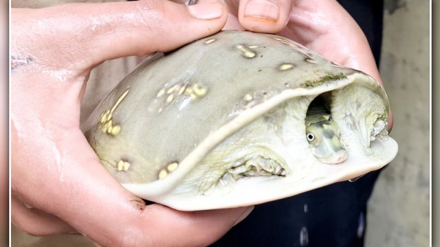 कछुए का पानी पीने से ठीक होगी TB’- अंधविश्वास में 400 रुपये का कछुआ खरीदना पड़ा भारी, दो गिरफ्तार
