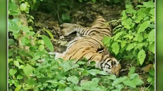 पीलीभीत टाइगर रिजर्व में घायल मिली बाघिन