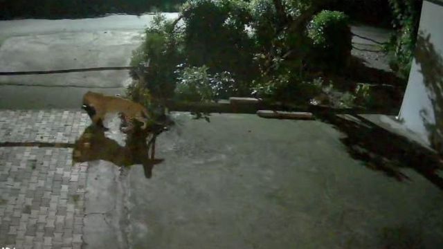 देहरादून: हाथियों के बाद अब गुलदार का आतंक, दहशत में शेरगढ़ के ग्रामीण
