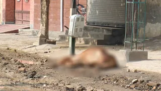 करंट लगने से बैल की मौत। फोटो जागरण