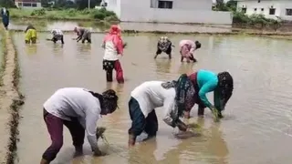 देहरादून में बासमती के धान की रोपाई करते किसान।