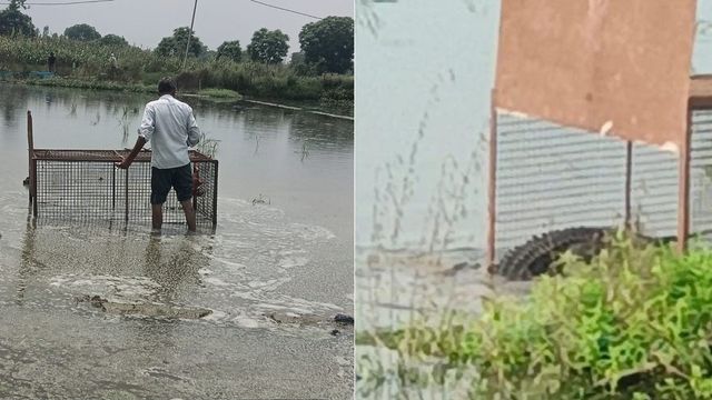 पिंजरे में बंधा मुर्गा चट कर तालाब में लौट गया मगरमच्छ... मौके पर मौजूद लोग बनाते रह गए वीडियो
