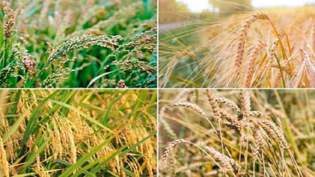 धनबाद में सूखे से जूझते किसानों को कृषि विभाग की बड़ी सलाह: वैकल्पिक खेती से मिलेगा लाभ