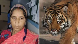 सास को बचाने वाली बहू मोहनी देवी। वहीं, बाघ की सांकेतिक तस्वीर।