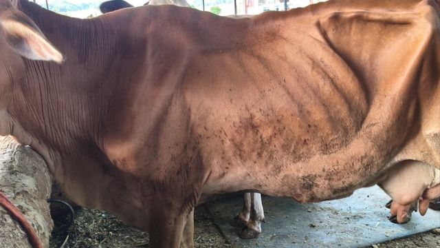 नंदिनी योजना का सच: सब्सिडी अटकी, गायें बीमार और पशुपालकों पर दोहरी मार
