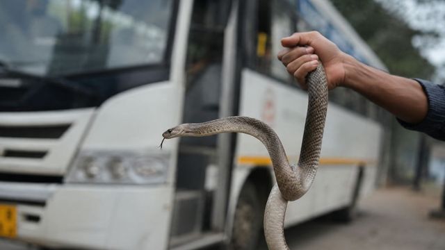 रुड़की: लक्सर जा रही चलती बस में निकला सांप, यात्रियों के बीच मची अफरा-तफरी