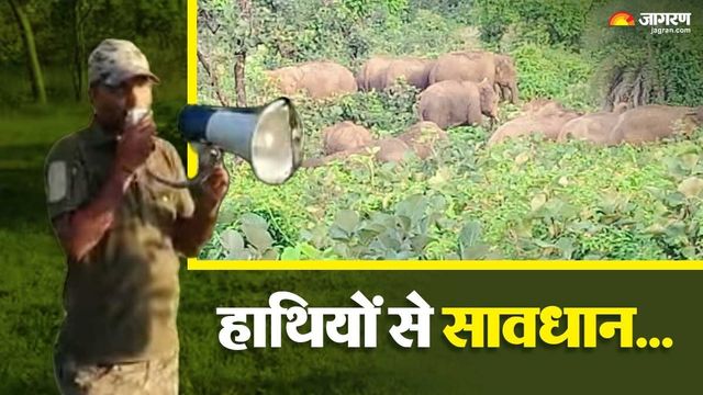 हजारीबाग के जंगल से गिरिडीह पहुंचा हाथियों का झुंड, वन विभाग ने कहा-अनावश्यक घर से बाहर न निकलें
