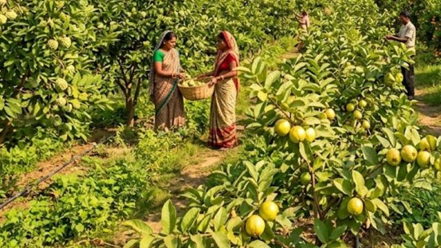 कैमूर में होगी किन्नू; अमरूद और शरीफा की बागवानी, बिहार सरकार देगी बंपर सब्सिडी
