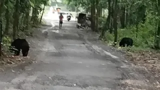 सड़क पर विचरण करते भालू।