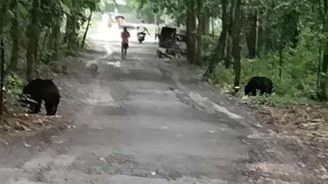 VTR से सड़क पर निकले भालू, सड़क पर दिखा रोमांचक नजारा, मोबाइल में कैद करते रहे लोग