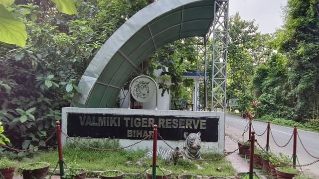 बिहार का नाम रोशन: वाल्मीकि टाइगर रिजर्व में बाघों का कुनबा बढ़ा, संख्या 60 के पार पहुंची
