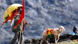 सांकेतिक तस्वीर।
