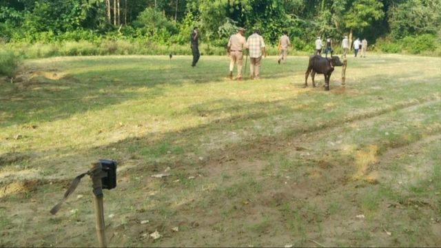 सीतापुर में बाघिन का आतंक जारी, लोकेशन बदलने से बढ़ी वन विभाग की चिंता, पकड़ने में नाकाम