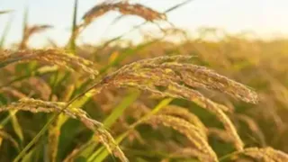 कैथल समेत कई जिलों में 1500 एकड़ धान की फसल तबाह (प्रतीकात्मक फोटो)