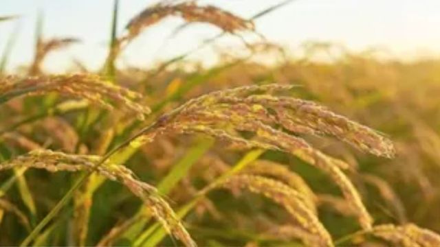 हरियाणा में फसलों पर 'फिजी वायरस' का हमला, कैथल समेत कई जिलों में 1500 एकड़ धान की फसल तबाह