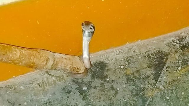 तहसील में खुला लेखपाल कार्यालय का दरवाजा, सामने फन फैलाकर बैठा था काला कोबरा; मची अफरा-तफरी
