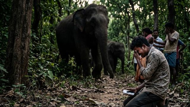 झारखंड में हाथियों का सामने सेल्फी लेना पड़ा भारी, युवक ने गंवाई जान
