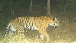 सोहेलवा जंगल मं घूमता टाइगर- जागरण आर्काइव