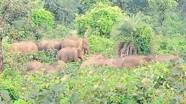 गिरिडीह से कोडरमा पहुंचा हाथियों का झुंड, फसल और घरों को किया बर्बाद, वन विभाग की पहल से टला बड़ा खतरा