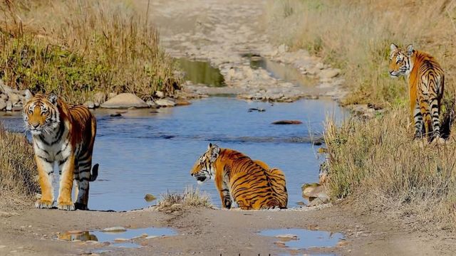 International Tiger Day: कॉर्बेट टाइगर रिजर्व बना बाघ संरक्षण का प्रतीक, राजाजी में भी बढ़ रही बाघों की शान