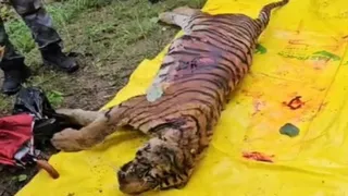 बाघ शावक का शव मिला।