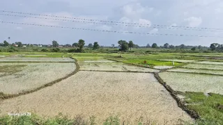 पर्याप्त वर्षा न होने के कारण धान, मक्का एवं मोटे अनाज का आच्छादन लक्ष्य से काफी पीछे चल रहा है।