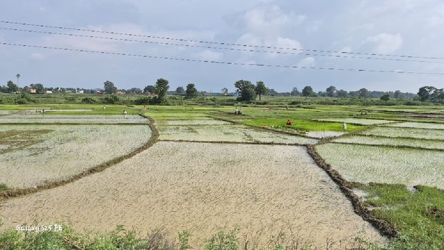 आषाढ़ बीता, आस बाकी: गिद्धौर में 679 हेक्टेयर मक्का बुवाई का लक्ष्य अधूरा, अगस्त की बारिश पर टिकी उम्मीदें
