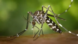 जम्मू वालों सावधान! बारिश के बाद डेंगू ने बढ़ाई चिंता, 3 दिन में 39 नए केस; निगम ने उठाया बड़ा कदम