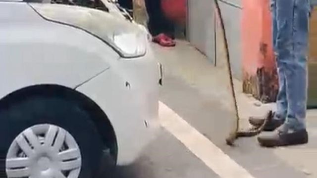 कार में बैठने चले मेरठ मेडिकल काॅलेज के कर्मचारी तो अंदर मिला सांप, मच गई अफरातफरी