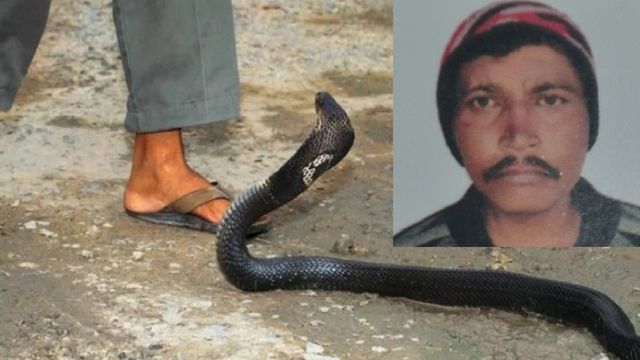 जहरीले सांप से खिलवाड़ युवक को पड़ा भारी, डसने के बाद झाड़-फूंक में समय गंवाने से थम गईं सांसें