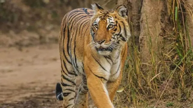International Tiger Day: बाघों की बढ़ती संख्या से दुधवा में बढ़ा मानव-वन्यजीव टकराव, गन्ने के खेत बने ठिकाना