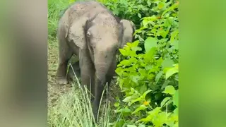 कार्बेट के झिरना रेंज में बिछुड़ा हाथी का बच्चा बुधवार को फिर अपने झुंड में शामिल हो गया। इससे वनकर्मियों ने भी राहत की सांस ली। फोटो-साभार- कार्बेट टाइगर रिजर्व